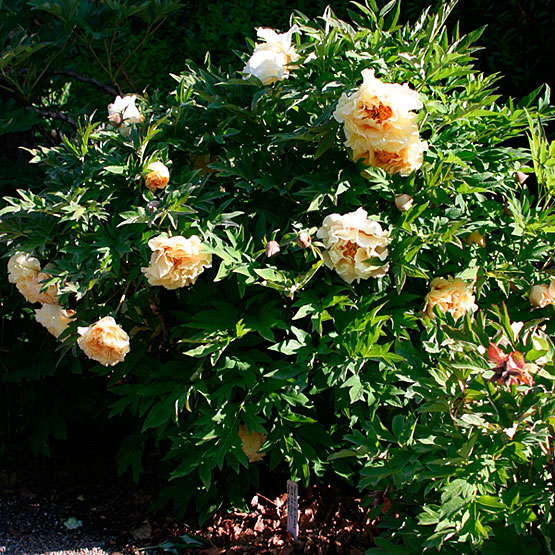 راهنمای نگهداری و پرورش گل و گیاهان زینتی - گل صد تومانی درختی